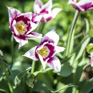 Short sleeve Miss Bisou shirt